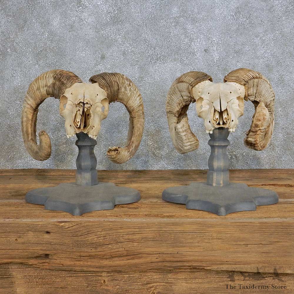 Corsican Ram Skull European Mount Pair For Sale #14996 @ The Taxidermy Store
