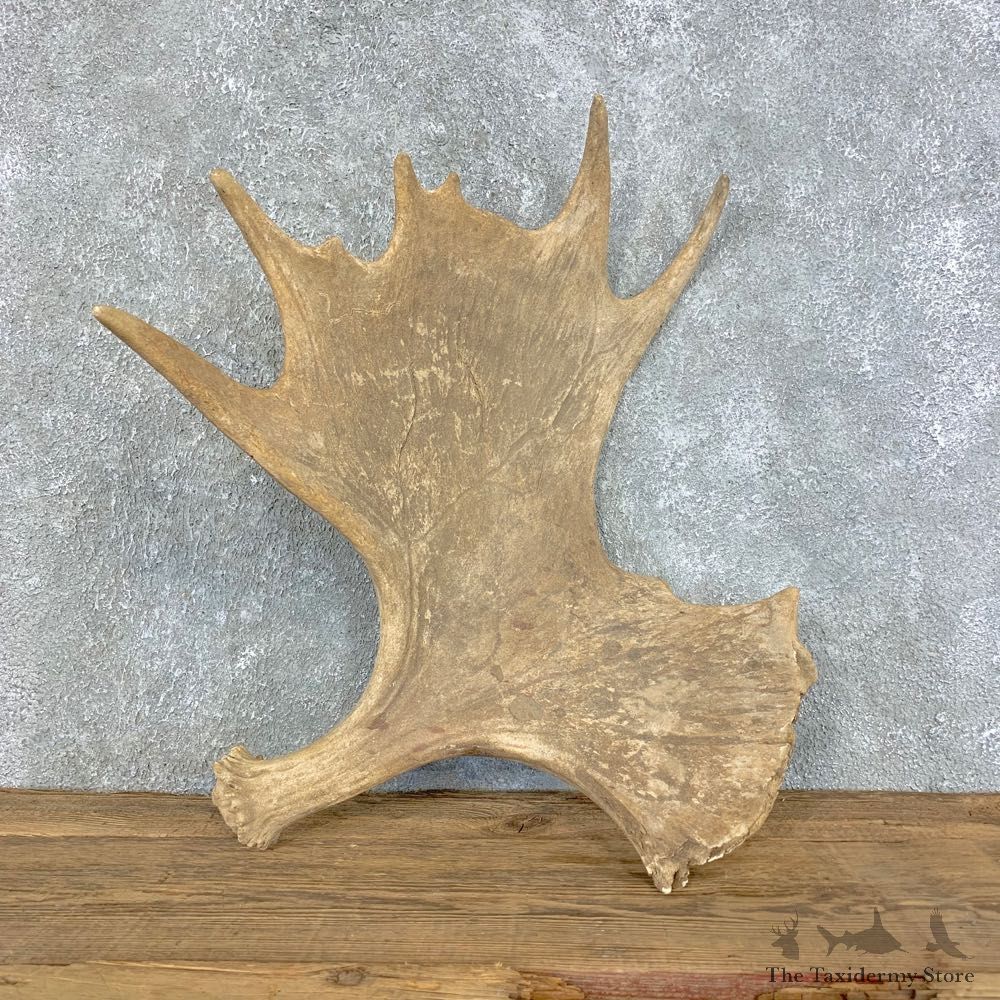 Moose Shed Antler For Sale #21523 @ The Taxidermy Store
