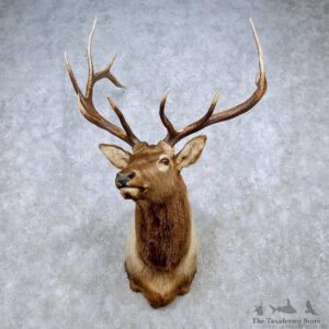 Rocky Mountain Elk Shoulder Mount For Sale #14440 @ The Taxidermy Store