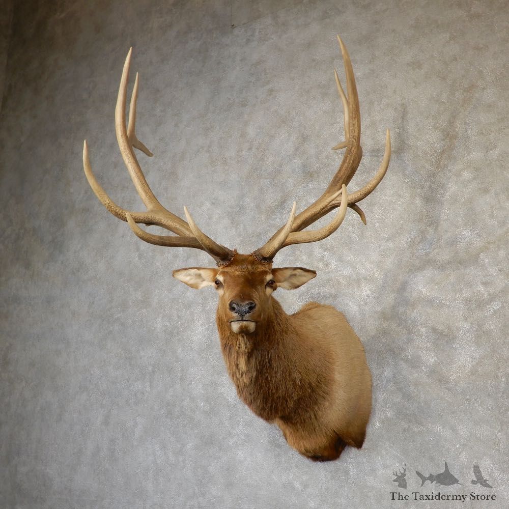 Rocky Mountain Elk Shoulder Mount For Sale #18950 @ The Taxidermy Store