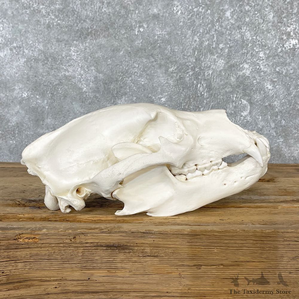 Alaskan Grizzly Bear Skull Mount For Sale #25057 @ The Taxidermy Store