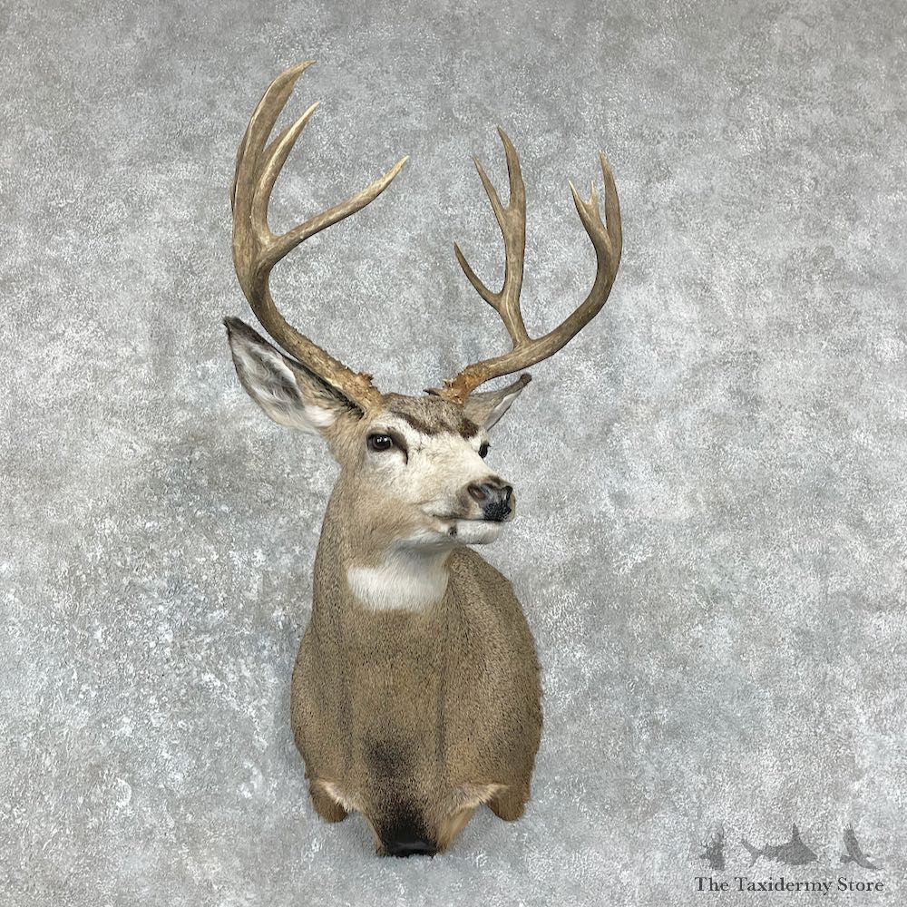 Mule Deer Shoulder Mount For Sale #26217 @ The Taxidermy Store