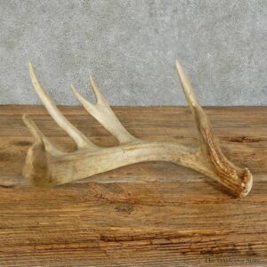 Whitetail Deer Antler Shed For Sale #16158 @ The Taxidermy Store