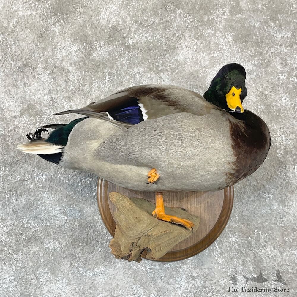 Mallard Duck Drake Bird Mount For Sale #28127 - The Taxidermy Store