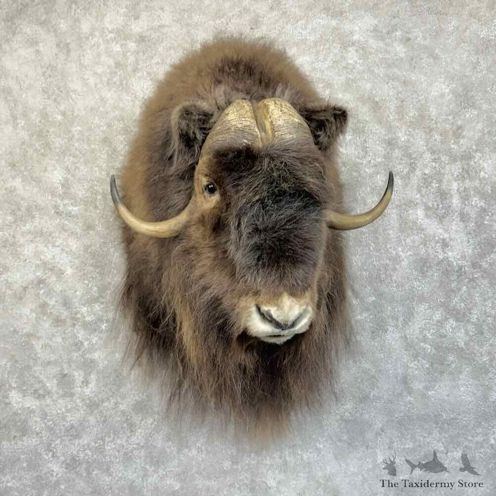 Barren Ground Muskox Shoulder Mount For Sale #31380 @ The Taxidermy Store
