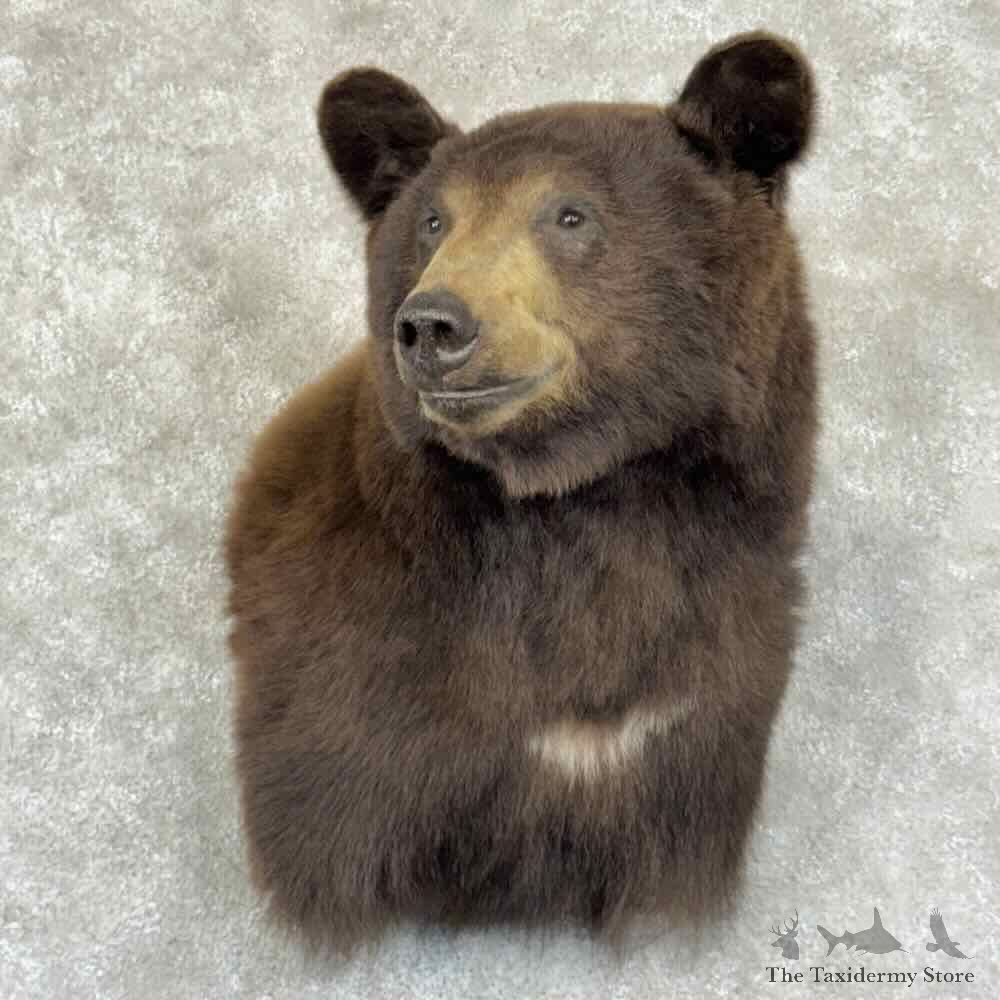 Chocolate Black Bear Shoulder Mount For Sale #30868 @ The Taxidermy Store
