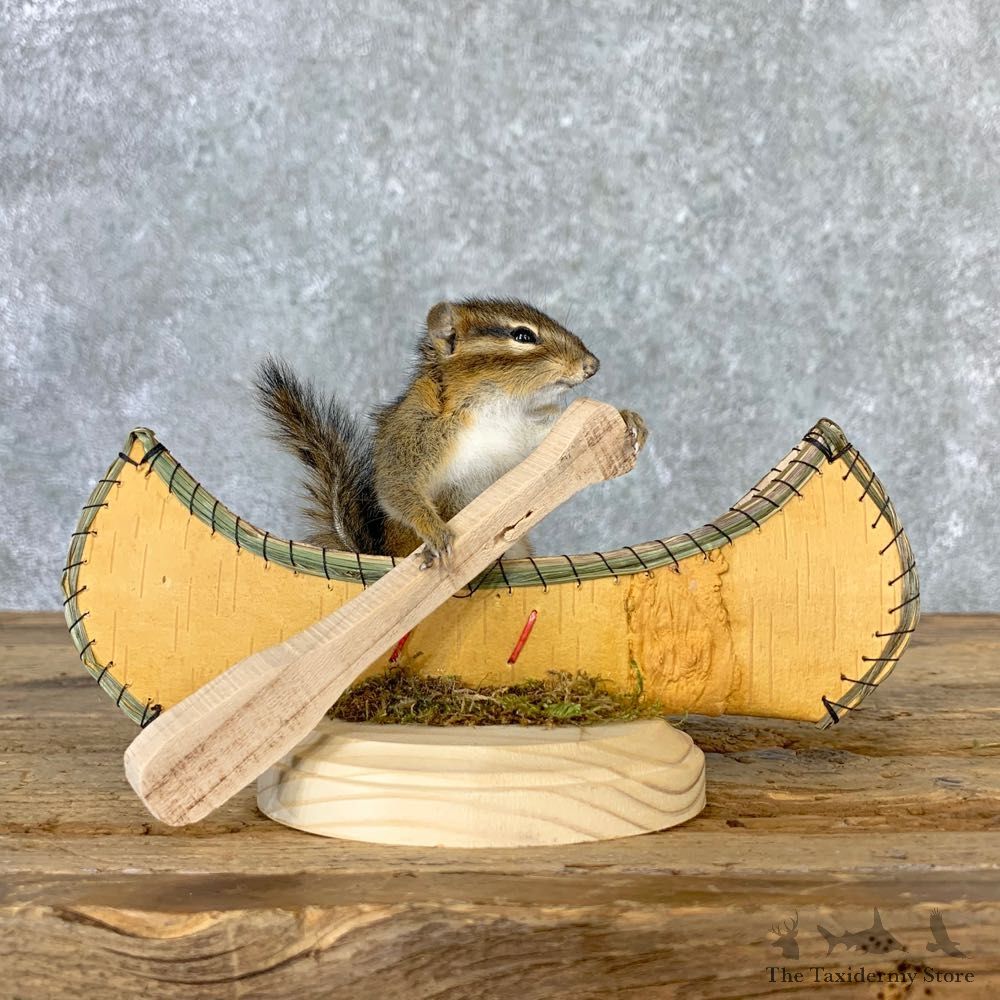 Canoe Chipmunk Novelty Mount For Sale #23251 @ The Taxidermy Store