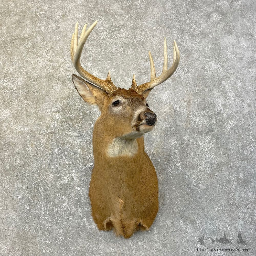 Whitetail Deer Shoulder Mount #25178 For Sale - The Taxidermy Store