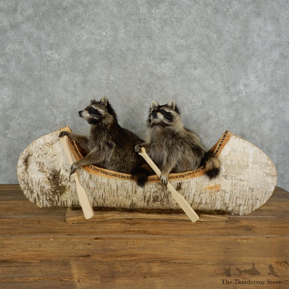 Canoeing Raccoons Novelty Mount For Sale #16847 @ The Taxidermy Store