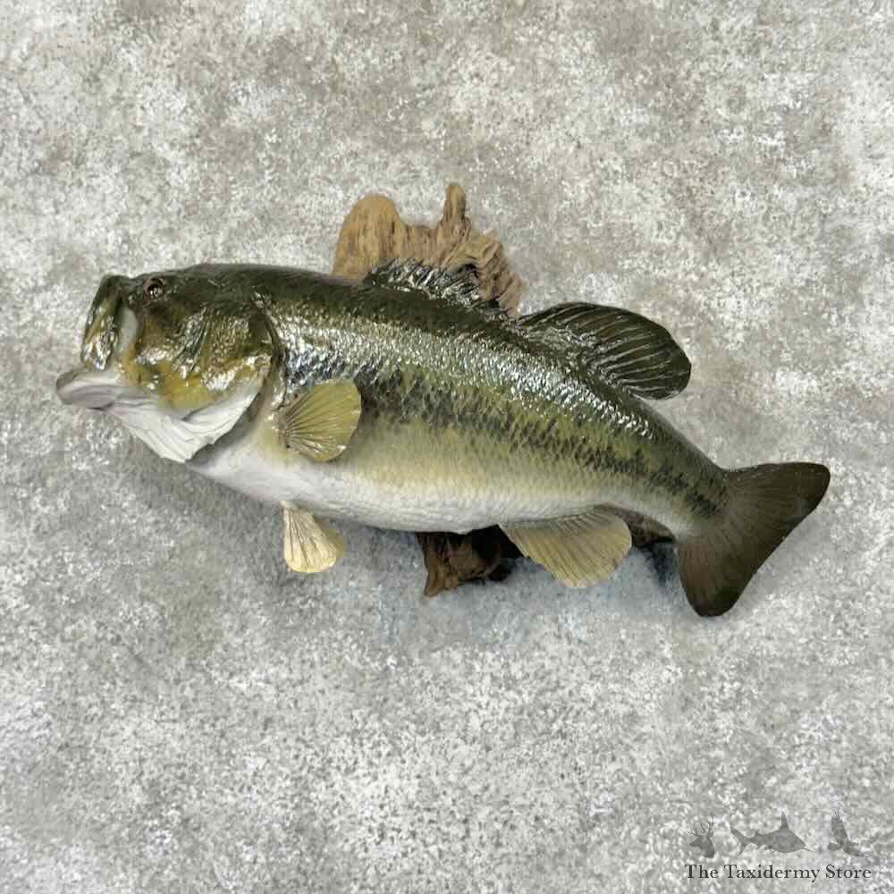 Largemouth Bass Fish Mount For Sale #30986 @ The Taxidermy Store