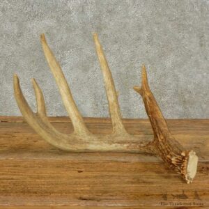 Whitetail Deer Antler Shed For Sale #16234 @ The Taxidermy Store