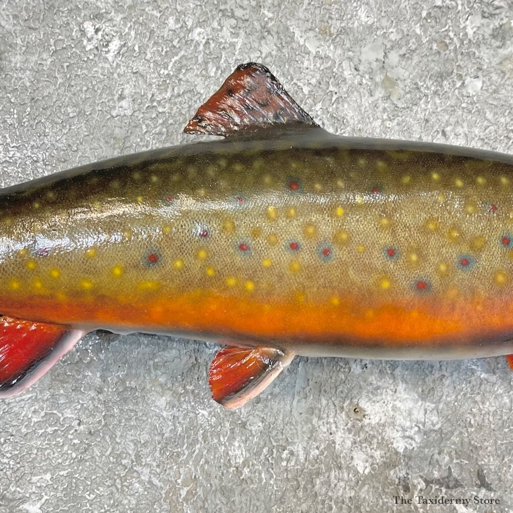 Brook Trout Fish Mount For Sale #27254 @ The Taxidermy Store