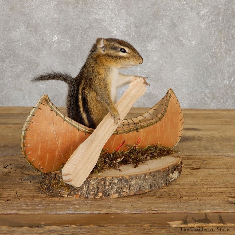 Canoe Chipmunk Novelty Mount For Sale #20127 @ The Taxidermy Store