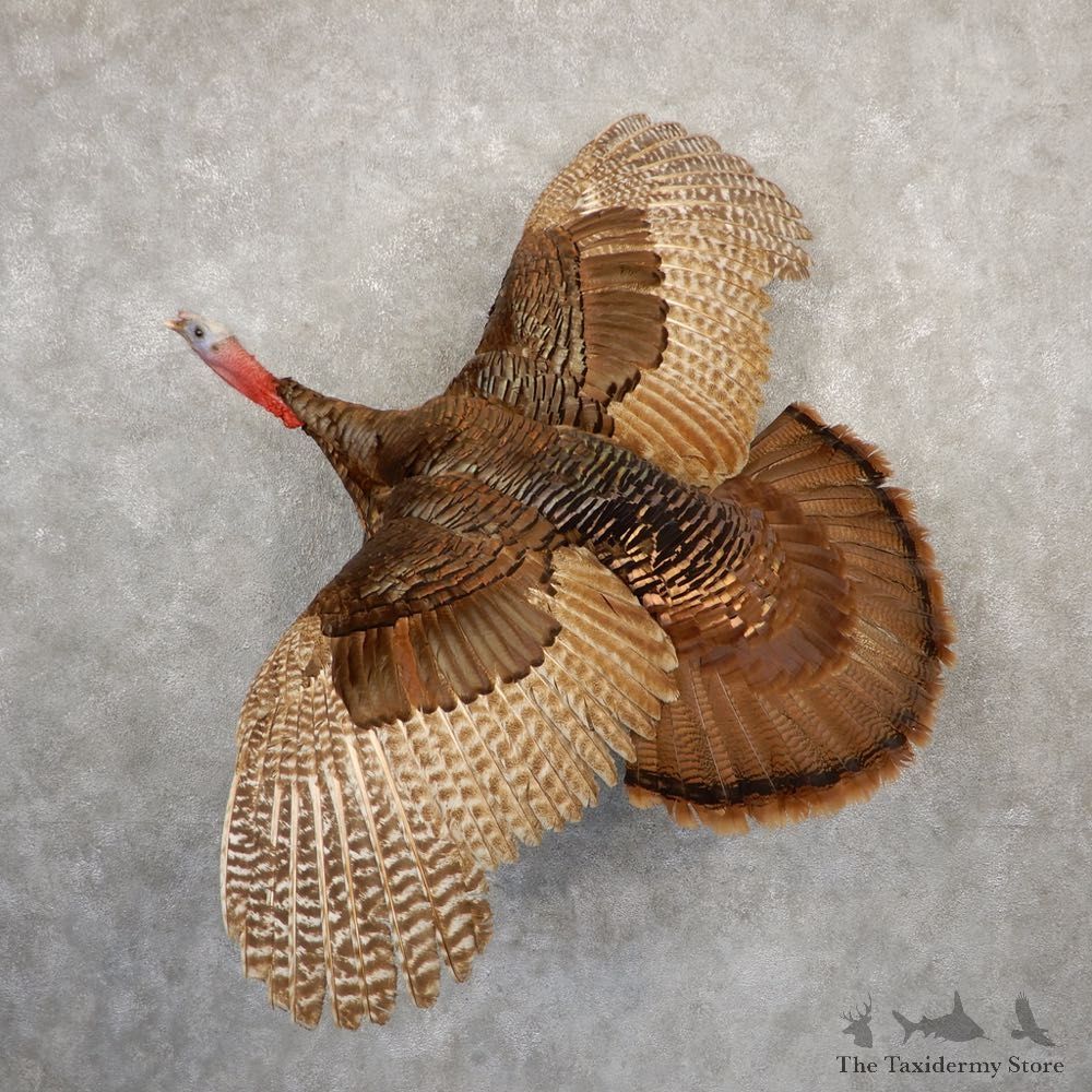 Eastern Turkey Bird Mount For Sale #20700 @ The Taxidermy Store