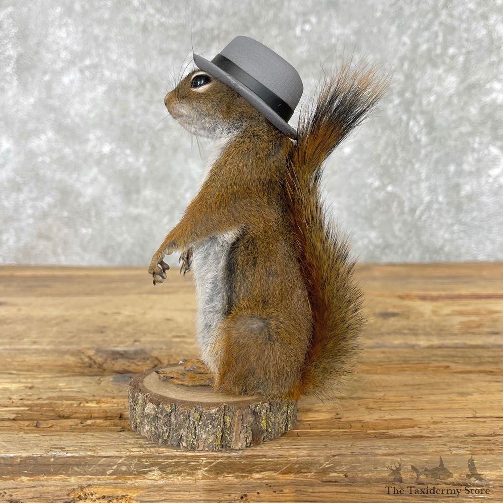 Hipster Squirrel Novelty Mount For Sale #25046 @ The Taxidermy Store