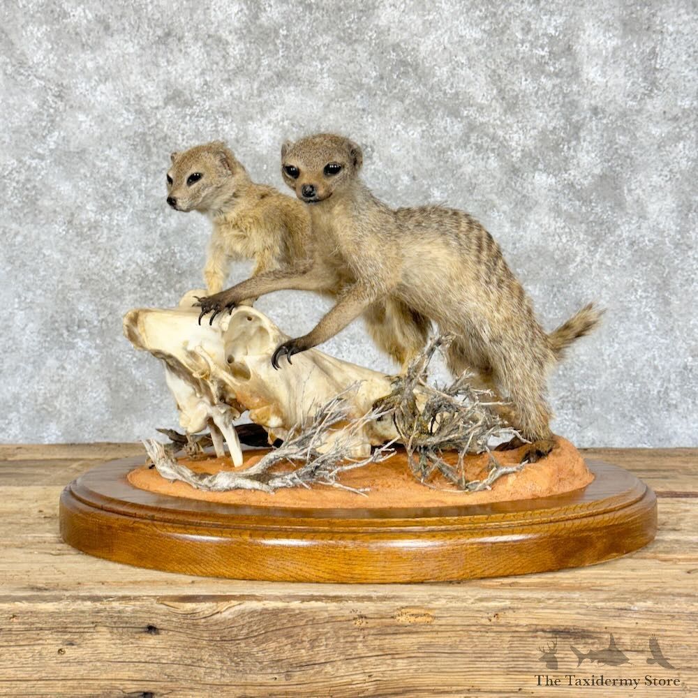 Meerkat Pair Life-Size Mount For Sale #28805 @ The Taxidermy Store