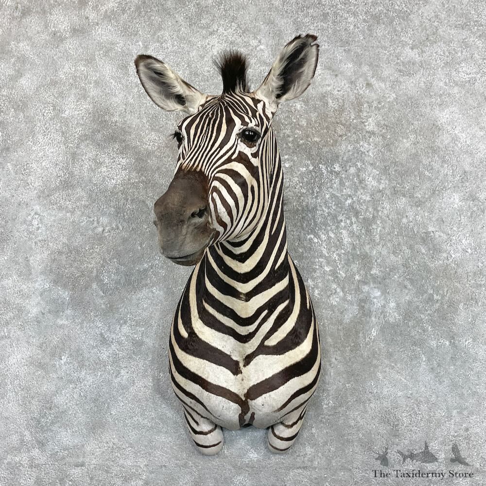 African Burchell's Zebra Shoulder Mount For Sale #27410 @ The Taxidermy Store