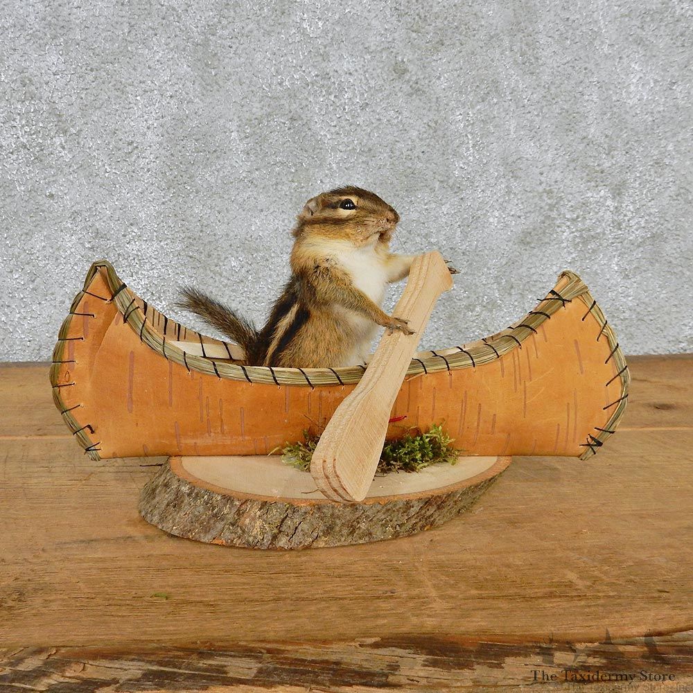Novelty Canoe Chipmunk Taxidermy Mount #12580 For Sale @ The Taxidermy Store