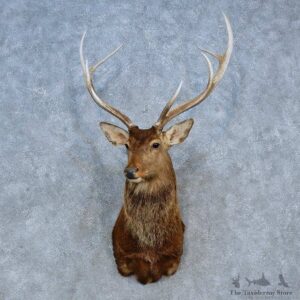 Sika Deer Shoulder Mount For Sale #15324 @ The Taxidermy Store