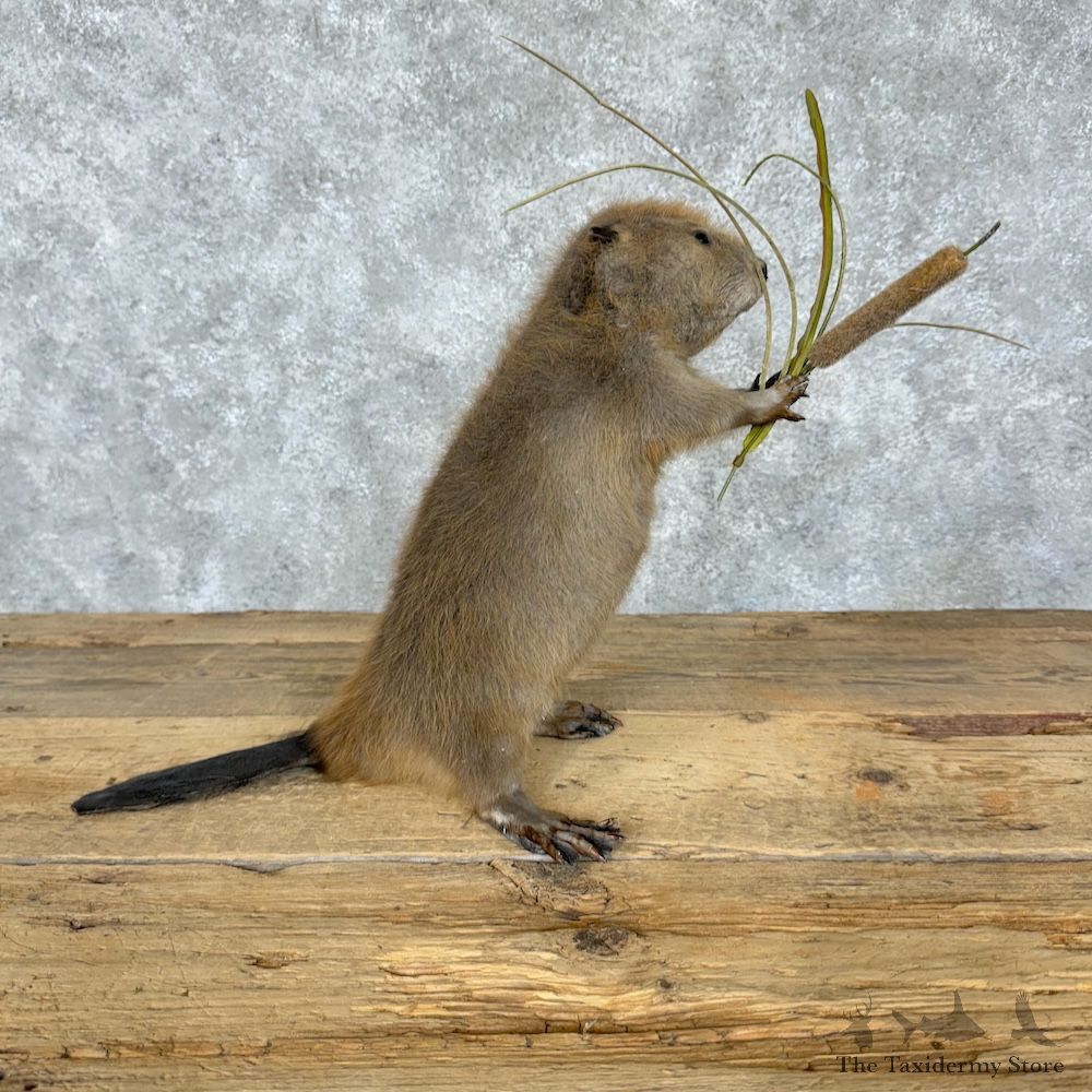 North American Juvenile Beaver Mount For Sale #29513 @ The Taxidermy Store