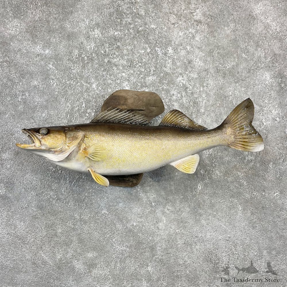 Walleye Taxidermy Mount For Sale #26124 @ The Taxidermy Store