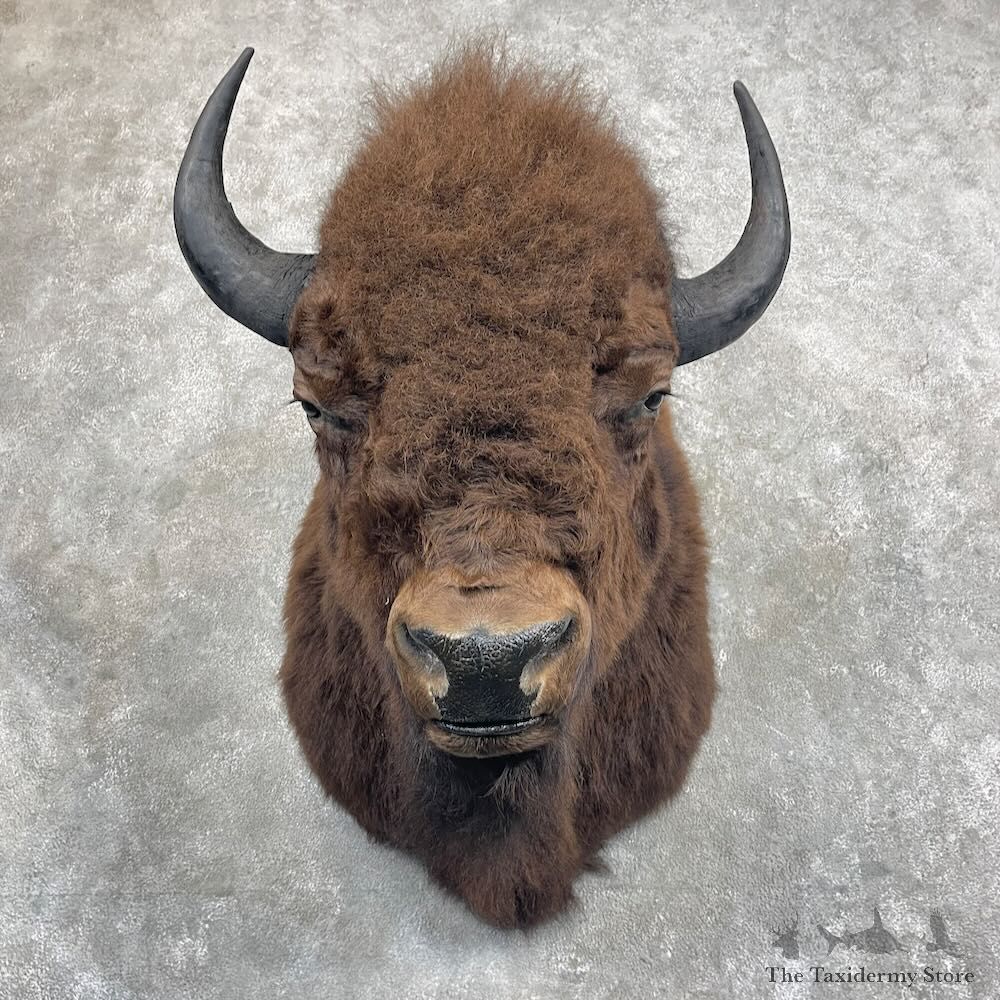 American Bison Shoulder Mount For Sale #27297 @ The Taxidermy Store