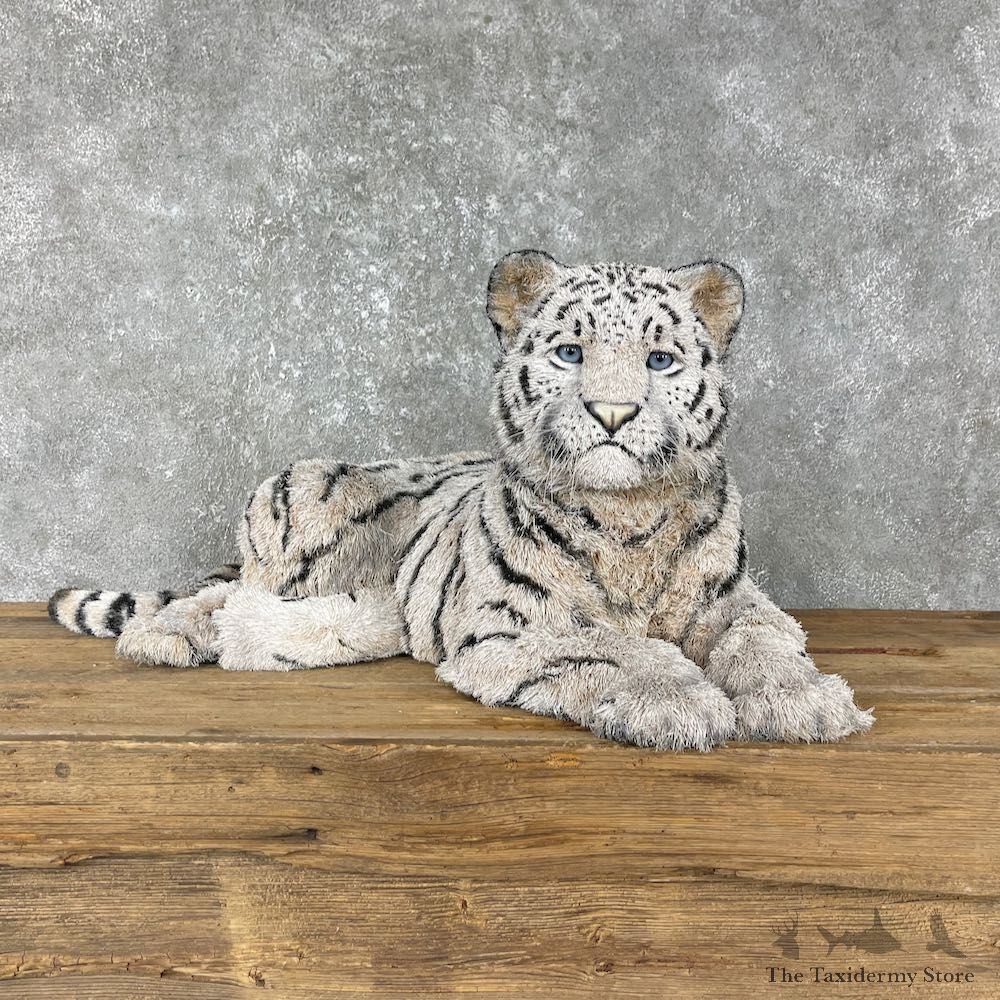 Laying White Tiger Cub Mount #25563 For Sale @ The Taxidermy Store