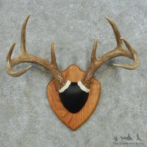Whitetail Deer Antler Plaque Mount #13594 For Sale @ The Taxidermy Store