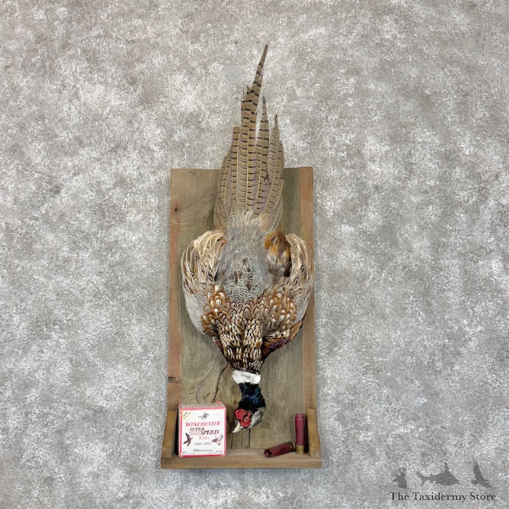 Ringneck Pheasant Bird Display For Sale #30170 @ The Taxidermy Store