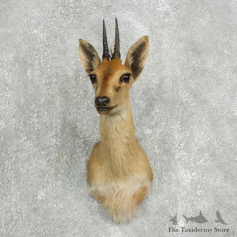 Bush Duiker Shoulder Mount For Sale #17631 @ The Taxidermy Store