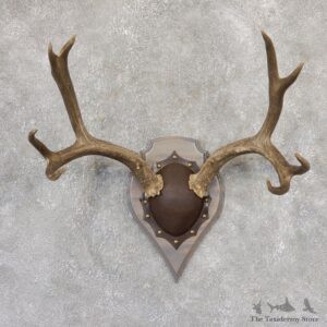 Mule Deer Taxidermy Plaque #19009 For Sale @ The Taxidermy Store