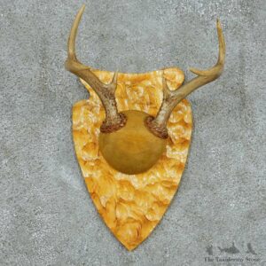 Whitetail Deer Antler Plaque Mount #13685 For Sale @ The Taxidermy Store