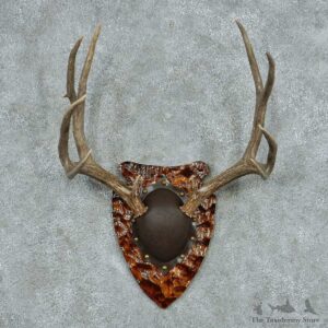 Mule Deer Antler Plaque Mount #13774 For Sale @ The Taxidermy Store
