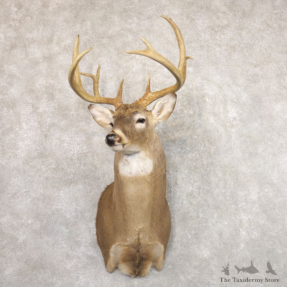 Whitetail Deer Shoulder Mount #22184 For Sale - The Taxidermy Store