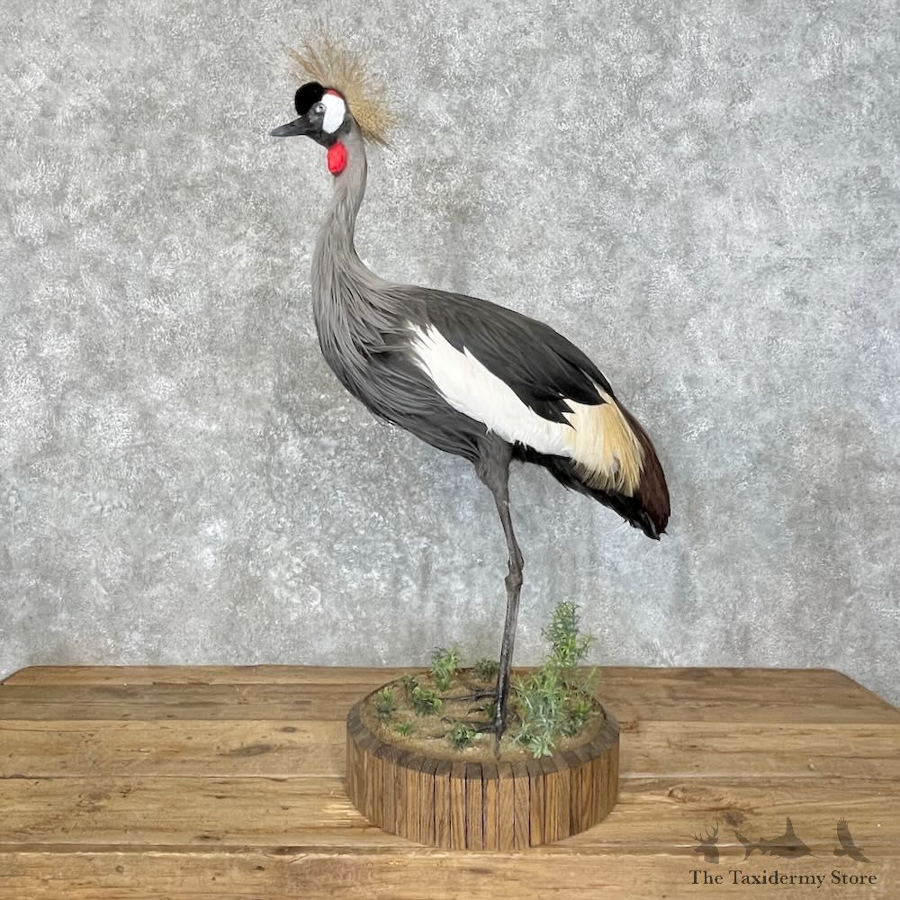 Grey-Crowned Crane Bird Mount For Sale #27747 @ The Taxidermy Store