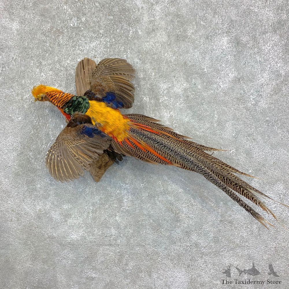 Red Golden Pheasant Mount For Sale #23372 @ The Taxidermy Store