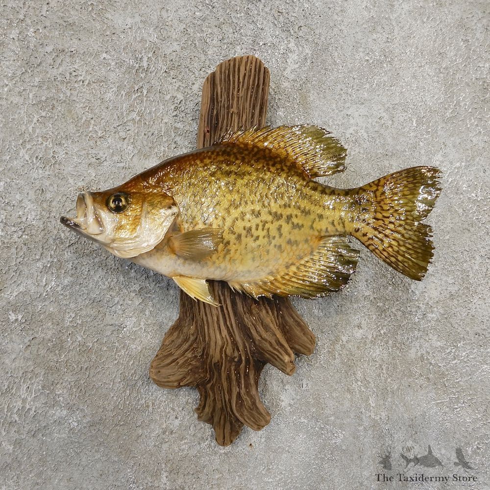 Black Crappie Taxidermy Fish Mount #20932 For Sale @ The Taxidermy Store
