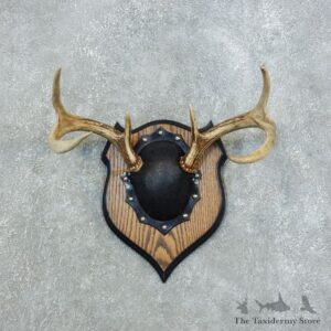 Whitetail Deer Antler Plaque Mount For Sale #18442 @ The Taxidermy Store