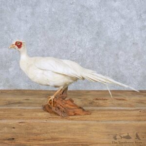 White Pheasant Mount For Sale #14837 @ The Taxidermy Store