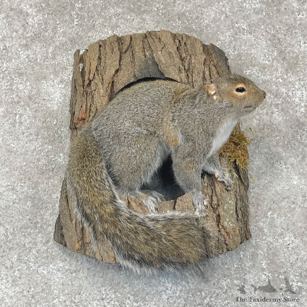 Grey Squirrel Life-Size Mount For Sale #28726 @ The Taxidermy Store