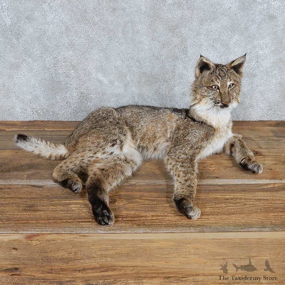 Laying Bobcat Life Size Mount #13546 For Sale @ The Taxidermy Store