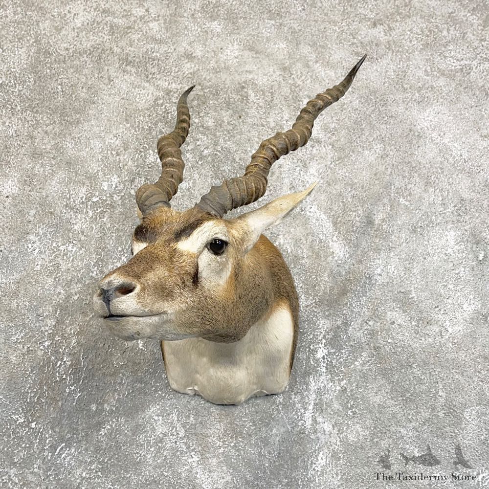 India Blackbuck Shoulder Mount For Sale #24241 @ The Taxidermy Store