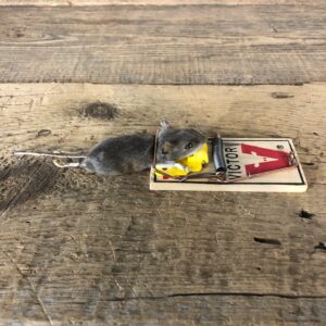Mouse Trap Novelty Mount For Sale #19897 @ The Taxidermy Store