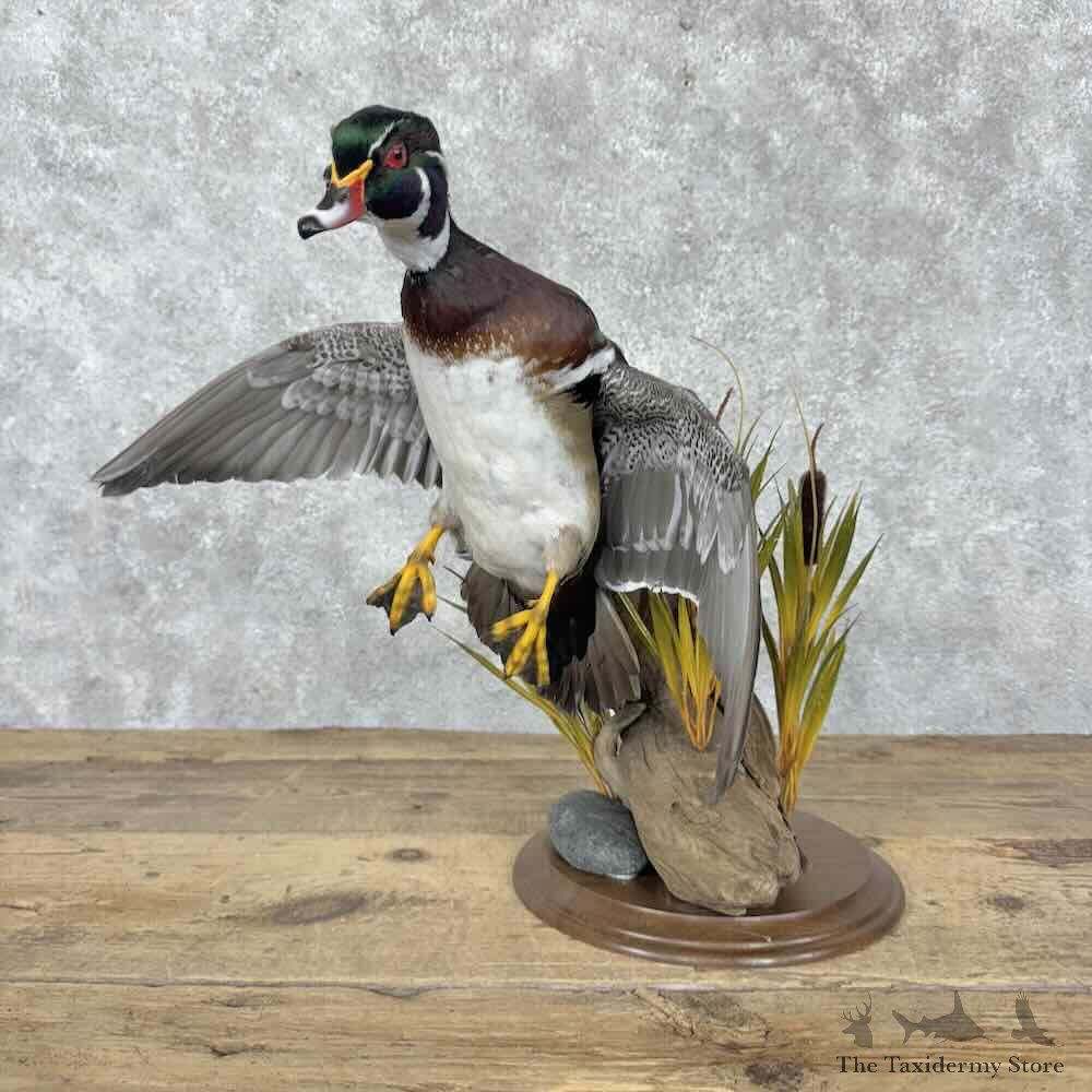 Wood Duck Bird Mount For Sale #30813 @ The Taxidermy Store