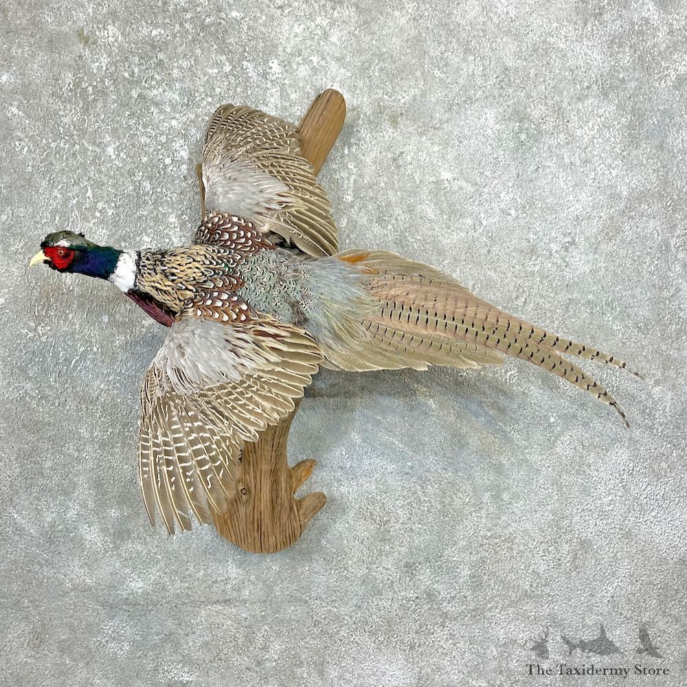Ringneck Pheasant Bird Mount For Sale #26267 @ The Taxidermy Store