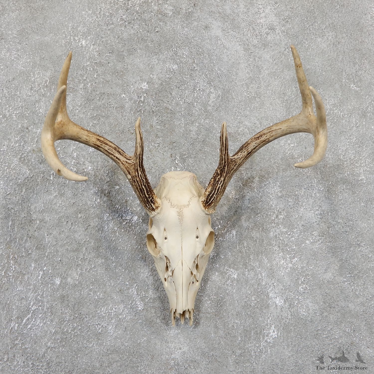 Whitetail Deer Skull European Mount For Sale #19512 @ The Taxidermy Store