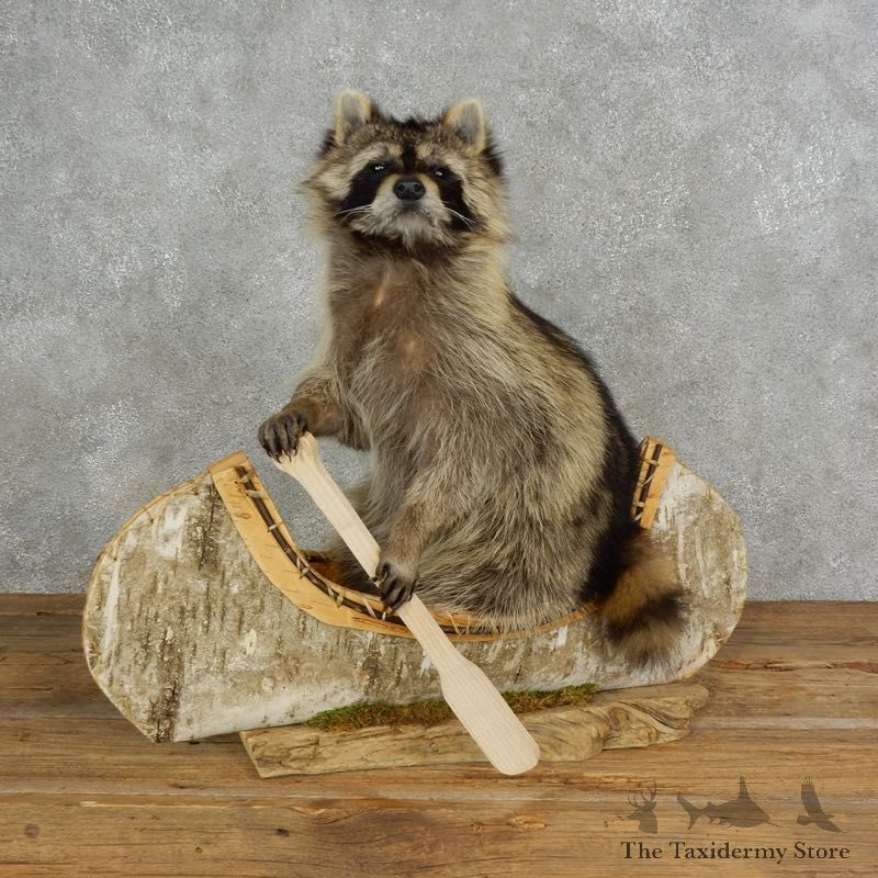 Canoeing Raccoon Novelty Mount For Sale #17114 @ The Taxidermy Store