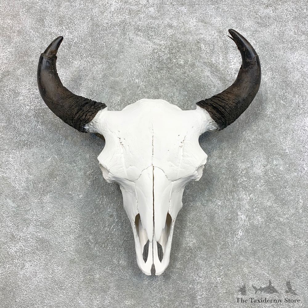 Buffalo Bison Skull Mount For Sale #22296 @ The Taxidermy Store