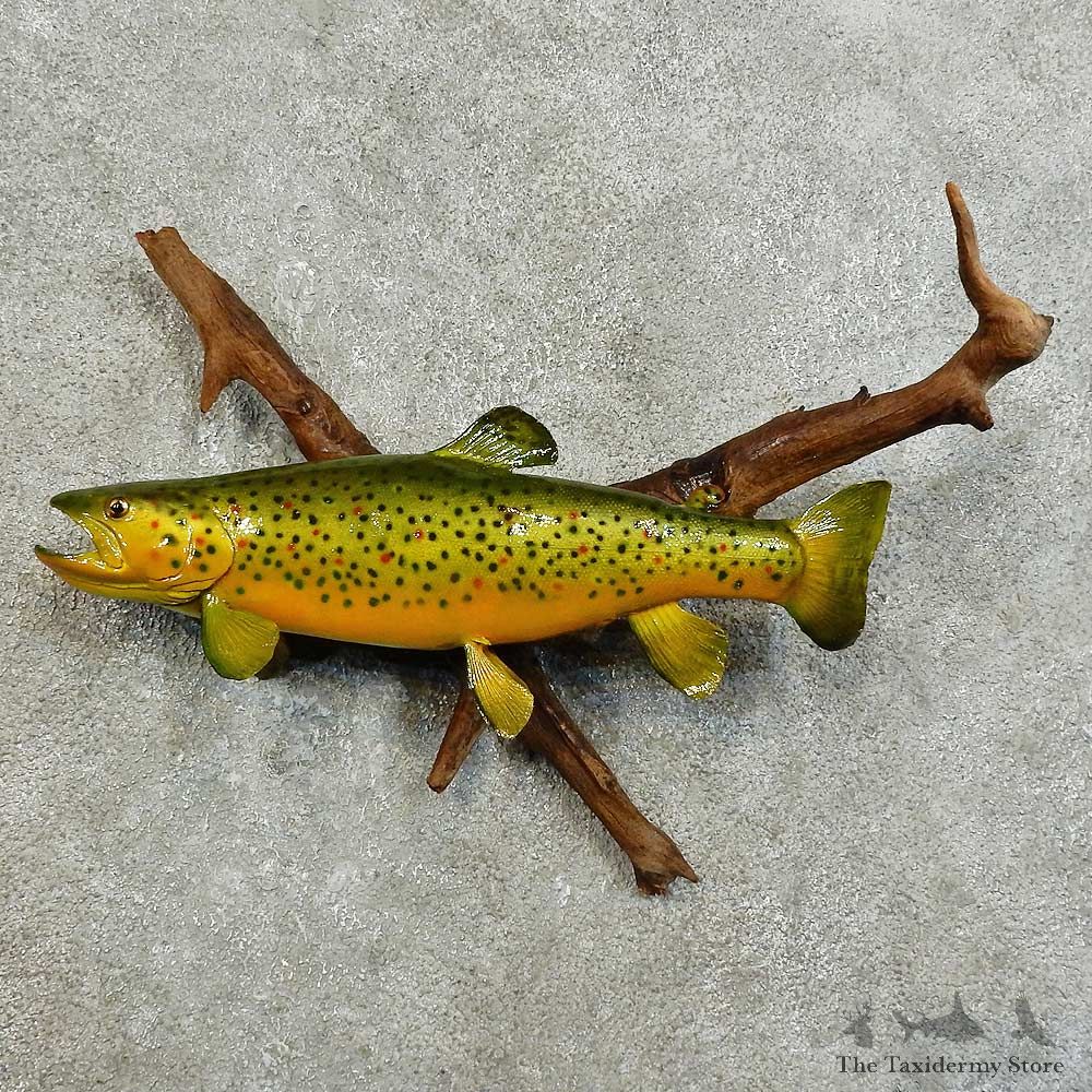 Brown Trout Fish Mount For Sale #16018 @ The Taxidermy Store