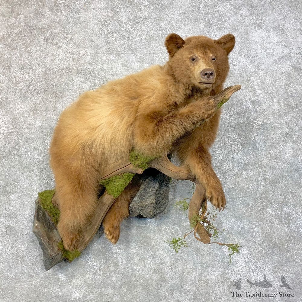 Cinnamon Phase Juvenile Black Bear Mount For Sale #23989 @ The Taxidermy Store
